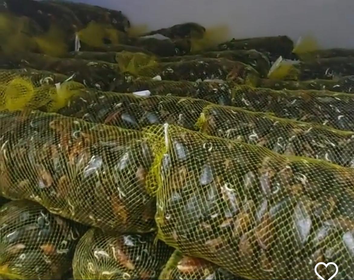 Kabuklu Çiftlik Midyesi - Erdek Körfezi Çiftlik Midyesi | Midye Limon®